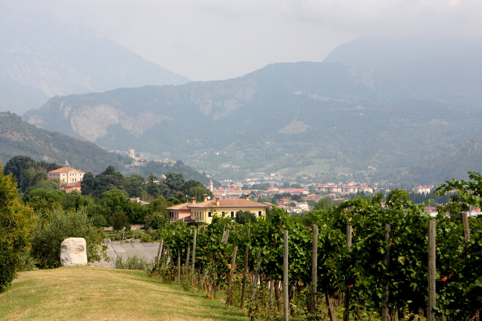 Bellenda vineyards with mtns behind