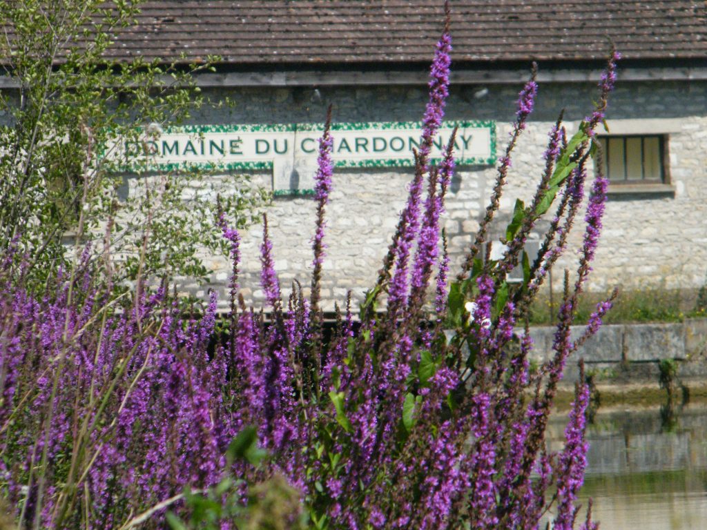 Domaine-du-Chardonnay-with-purple-flowers-1024x768-1