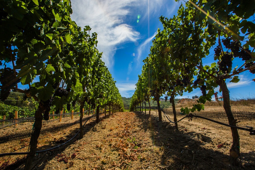 Argot vines