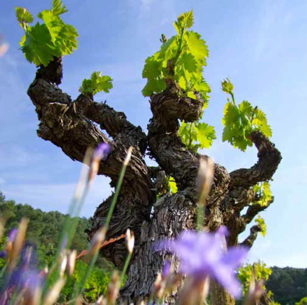 domainemourchon-1030x1025-1