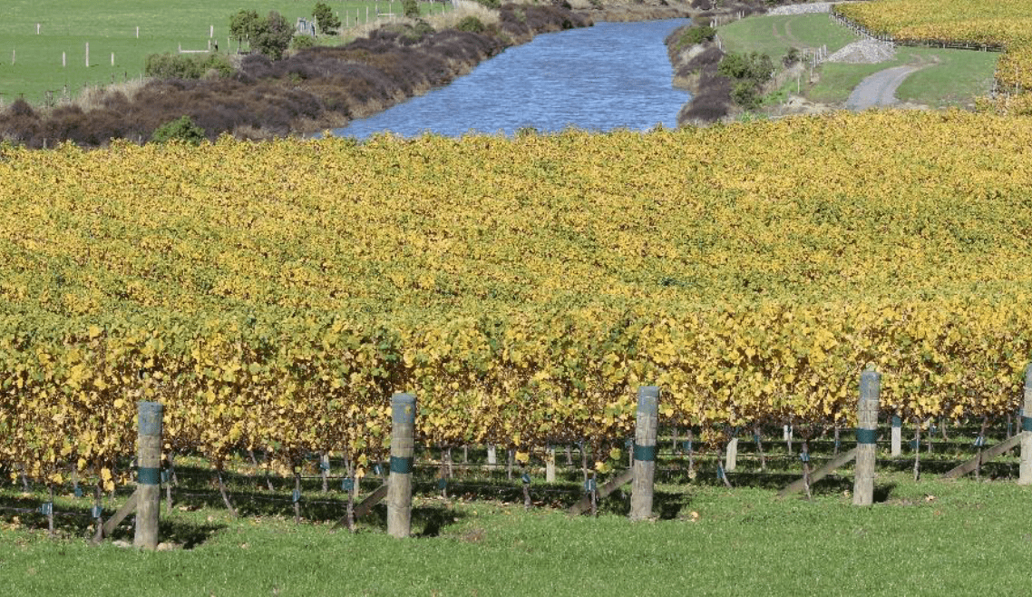 pebble-cove-vineyard-2