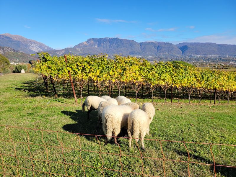 Blellenda vineyard w lambs