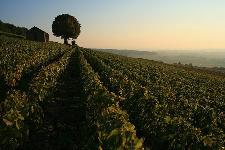 Burgundy-Vineyards-Bel Air Vignerons