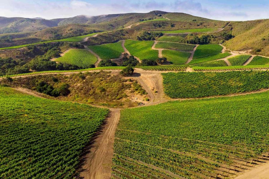California-Vineyards-
