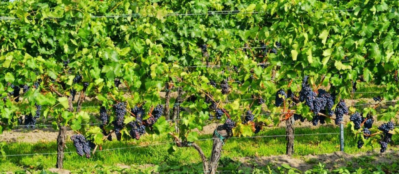 Castellani vines