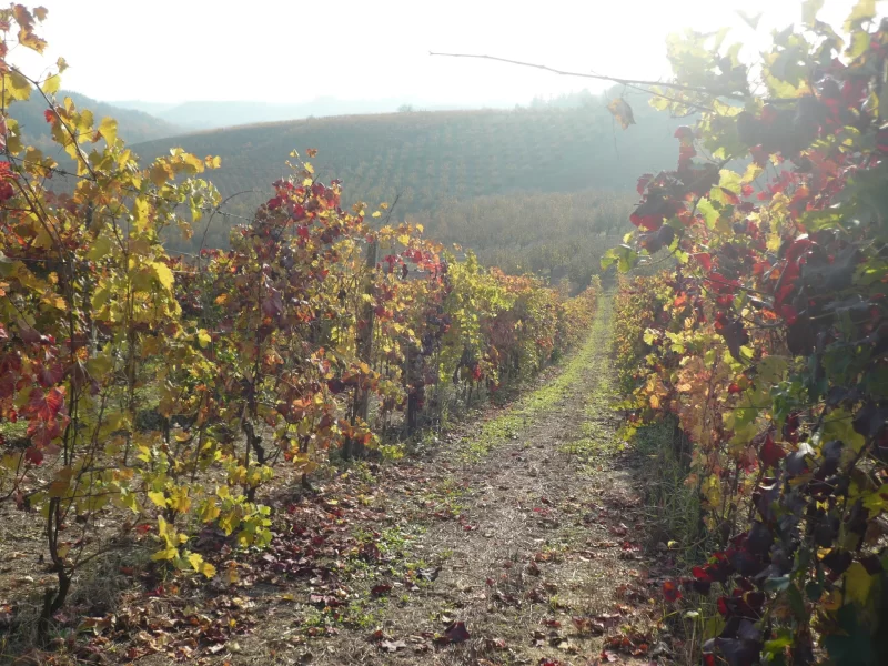 Celler-Kripta.2012-11-08+09.23.17
