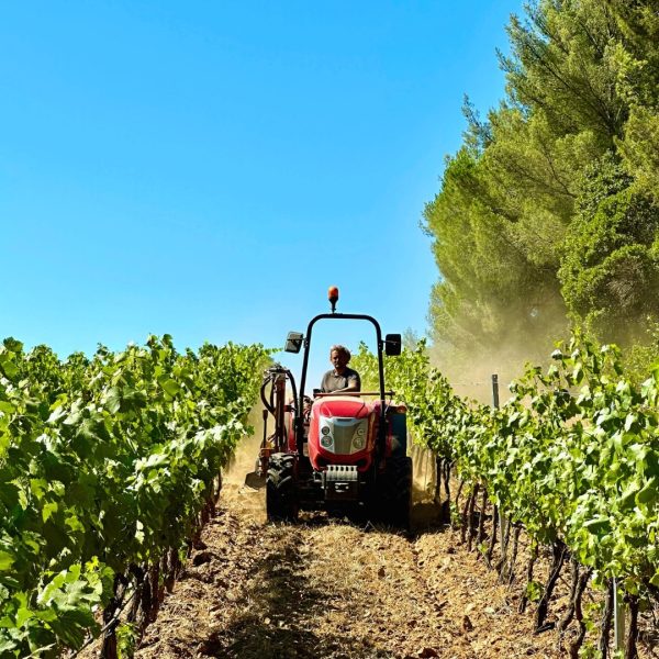 Chat Valentines vineyard