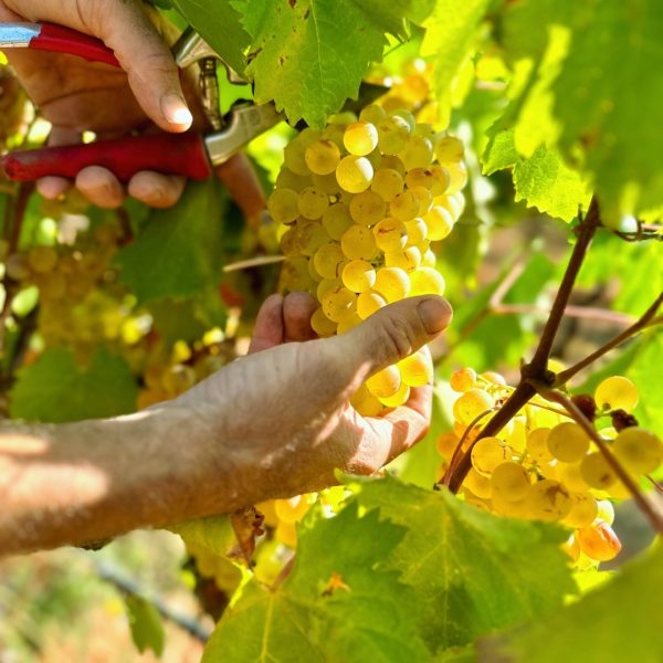 Chat Valnetines grapes