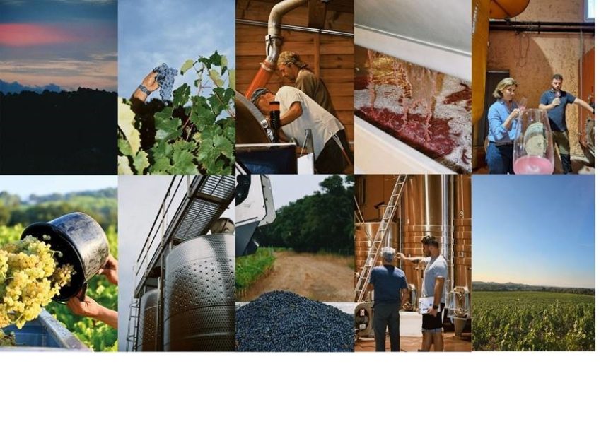 Chateau Valentines harvest