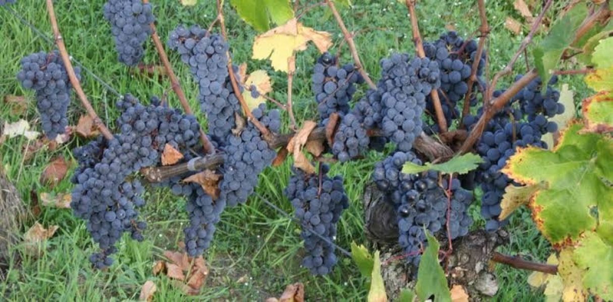 Complices grapesimages