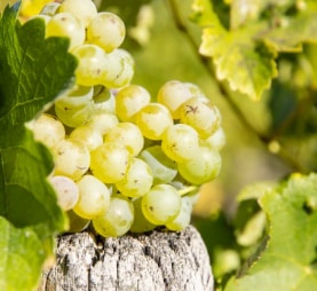 Complices white grapes