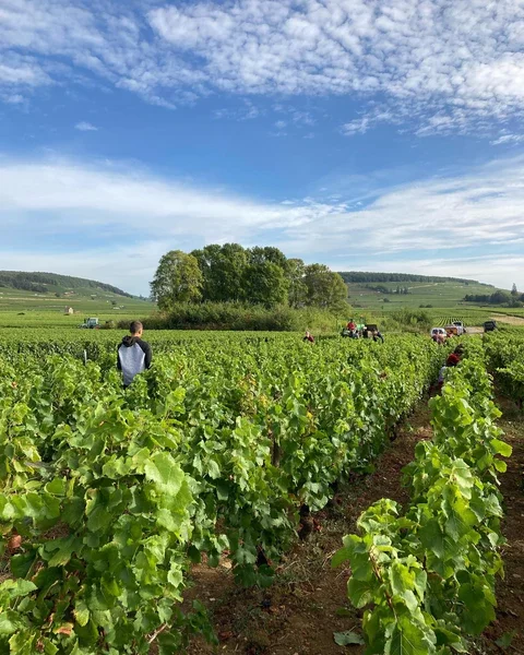 Domaine_Louis_Chenu_-