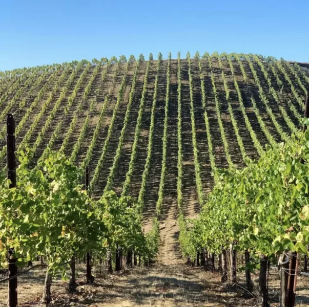 Forestville vines
