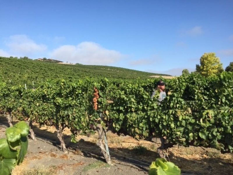 Kaena vineyard
