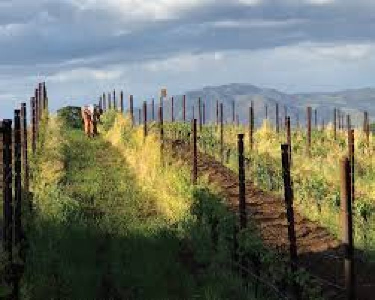 LGV vineyards