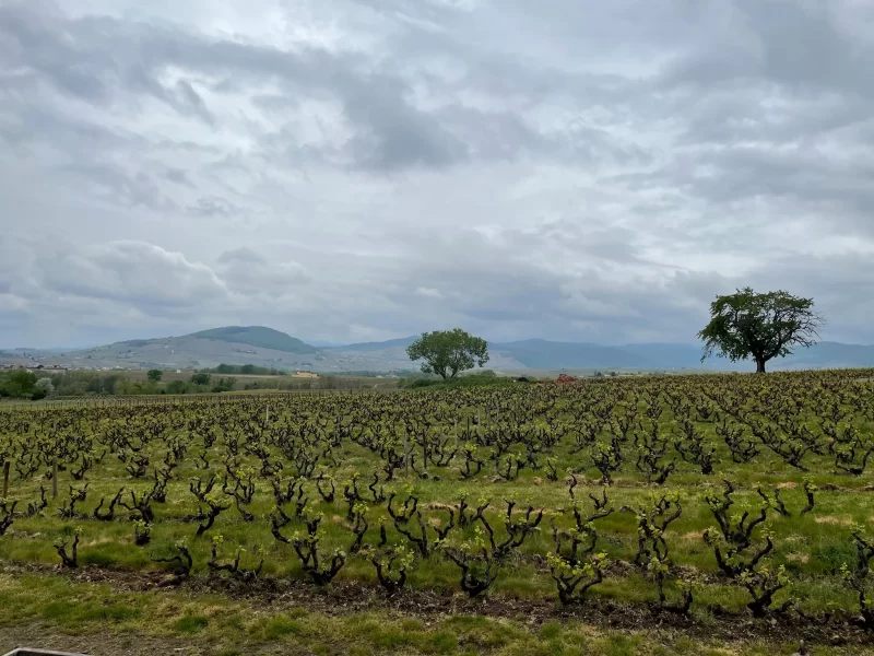 Laurent Gauthier vineyards