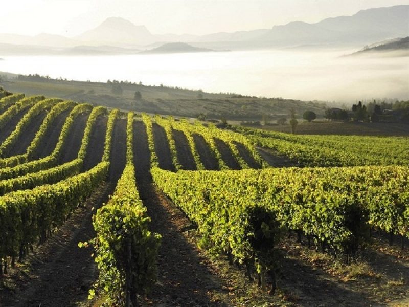 Limoux.vines