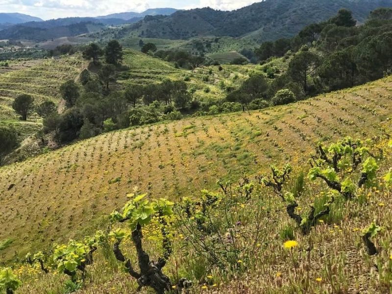 Mas_doix_vineyards