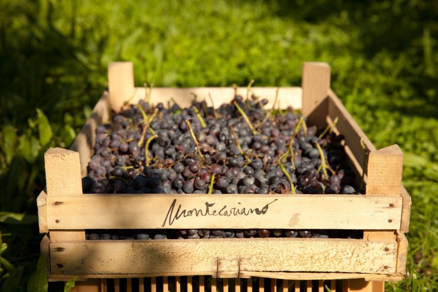 Montecariano-grapes