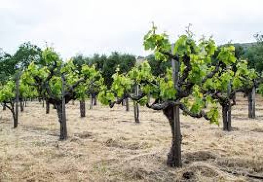 Napa Cabernet Vines