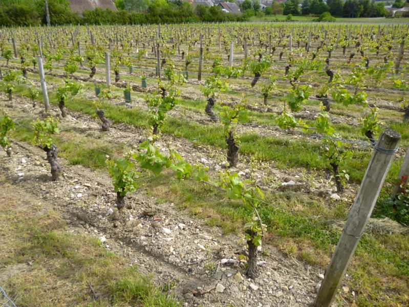 Naudet vines