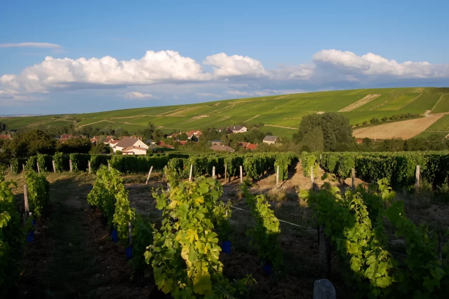Naudet-vineyards.webp