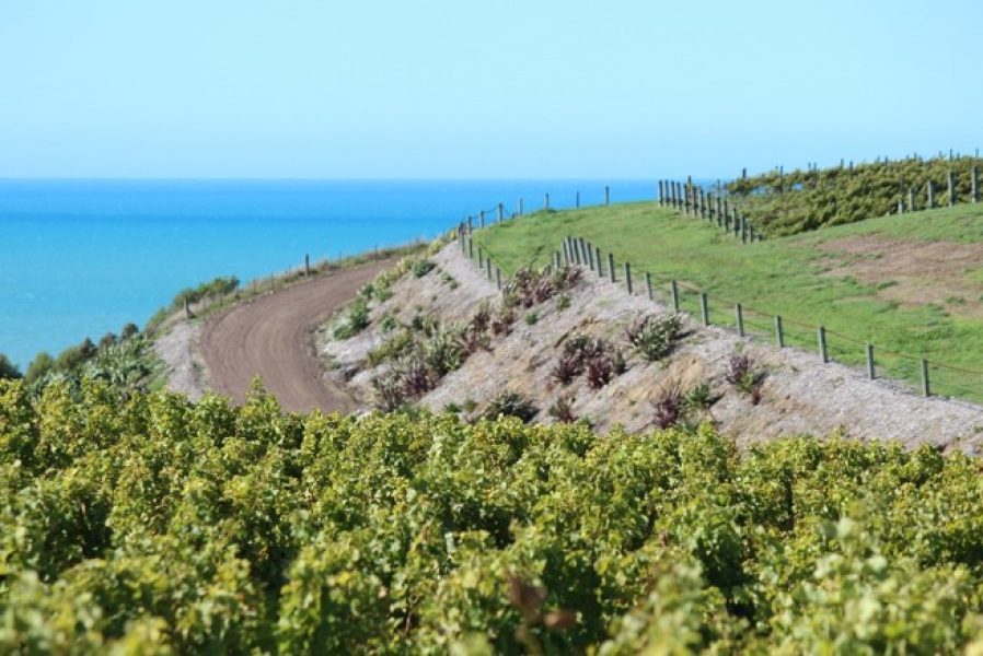 Pebble-Cove-vineyard