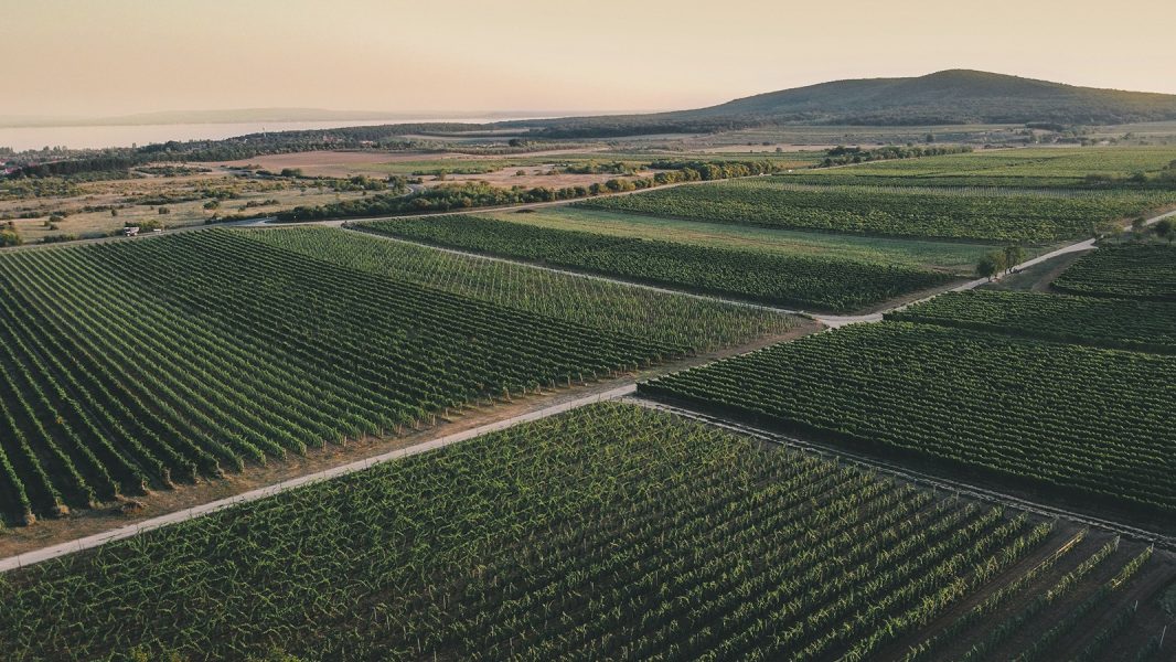 Penascal vineyards