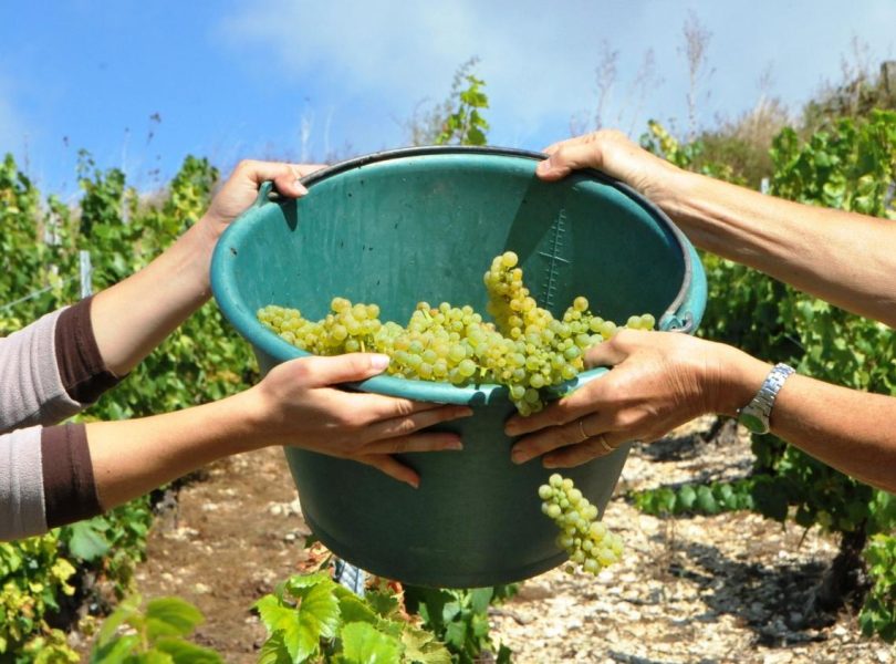 Robin Chablis grapes