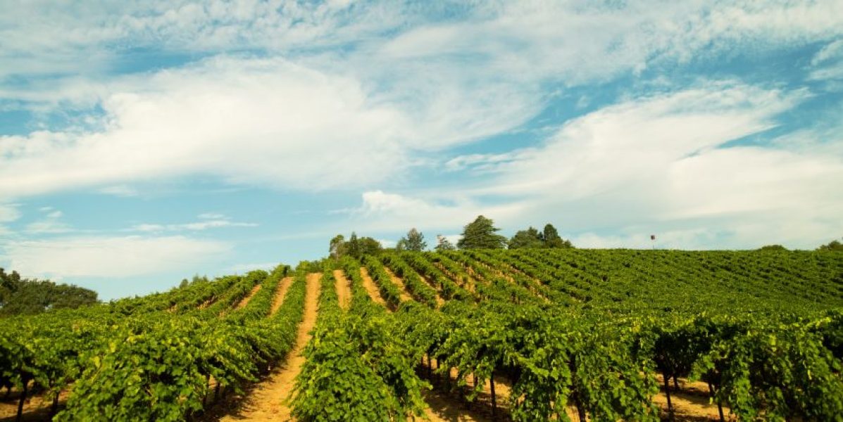 Russian river vineyard