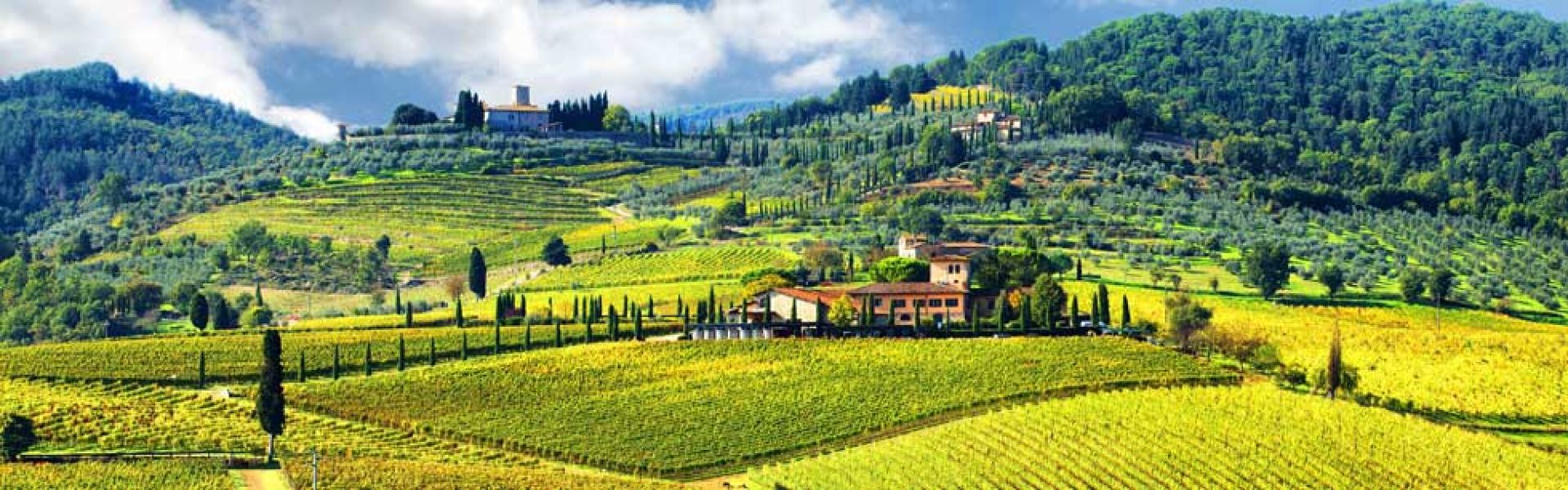 Stroppiana Vineyards