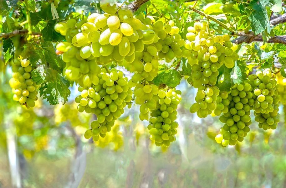 Green vineyard in the early sunshine with plump grapes are harvested laden waiting white wine is nutritious drink and be loved.