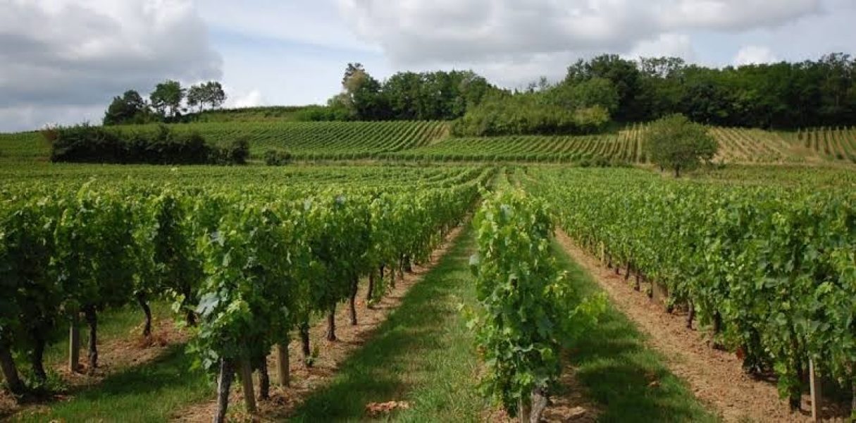 arromans vineyard