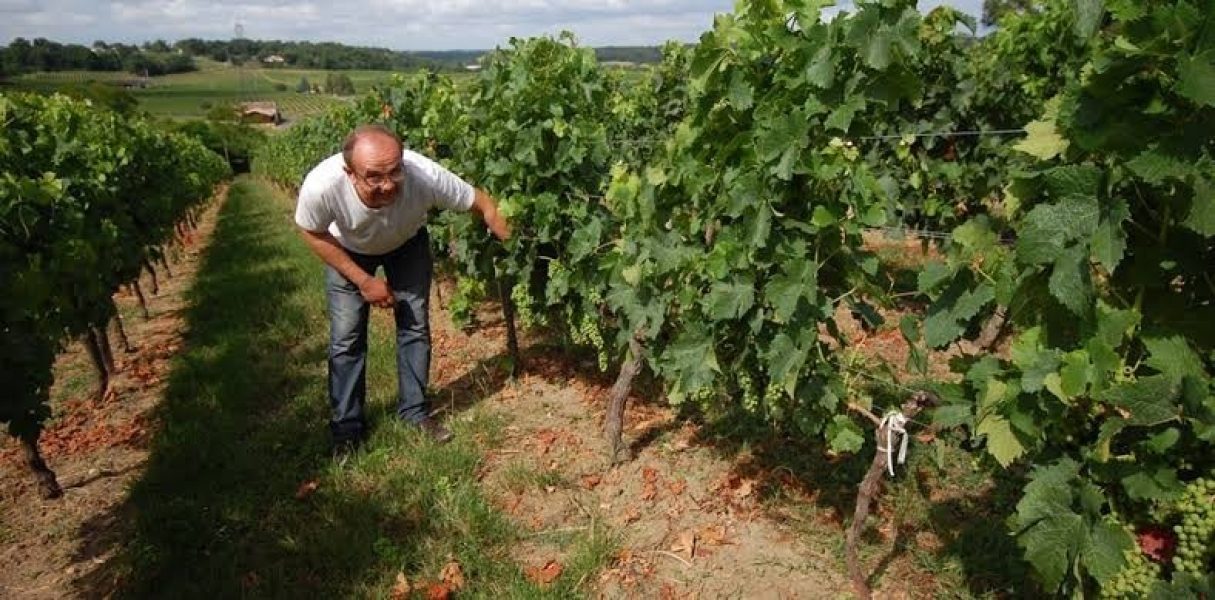 arromasn vines