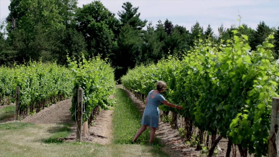 chateau-des-charmes-vineyard