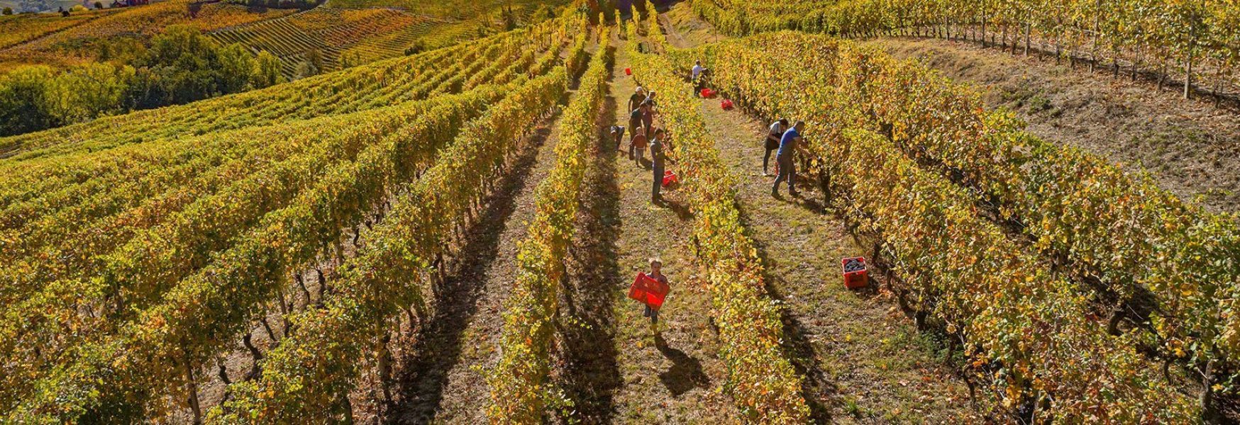 ciabot-berton-working-in-vineyard