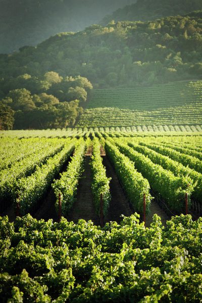 grape-vines-vineyard-napa