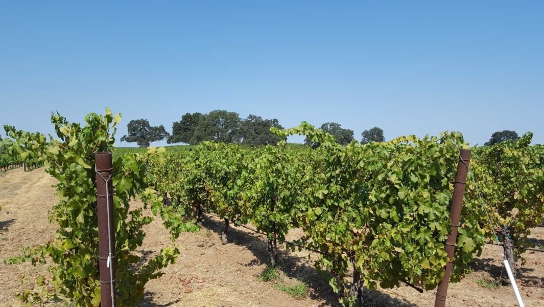 lodi-vineyards