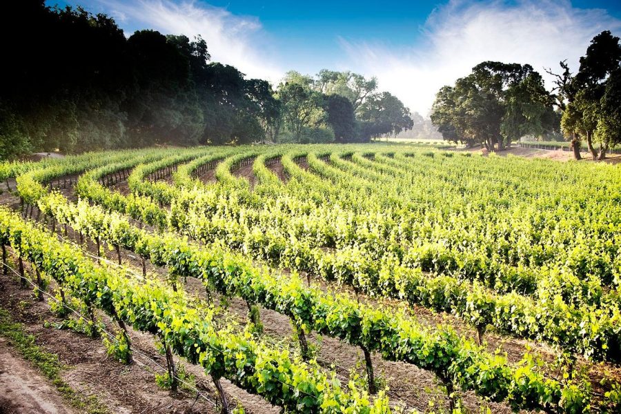 lodi-wine-country-vineyard