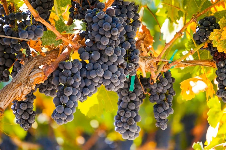 lodi-wine-tasting
