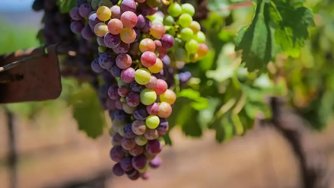poiema pn grapes